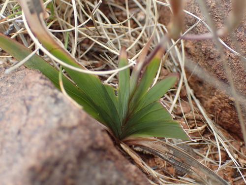 Image of Freesia andersoniae by (c) Mahomed Desai, some rights reserved (CC BY)