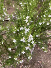 Prostanthera nivea