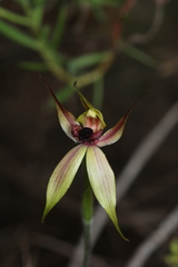 Caladenia macrostylis