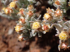 Helichrysum lucilioides