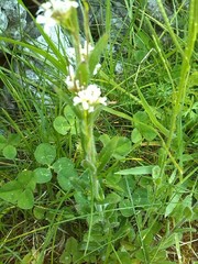Arabis hirsuta