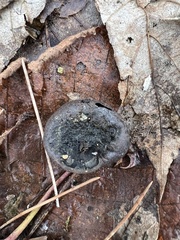 Daldinia concentrica