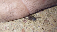 Tegenaria domestica