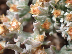 Helichrysum lucilioides