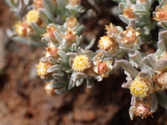 Helichrysum lucilioides