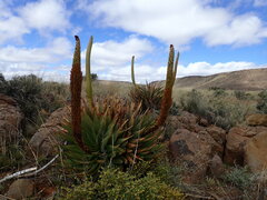 Aloe broomii