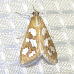 Diastictis