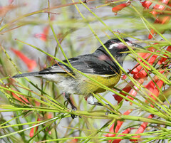 Coereba flaveola