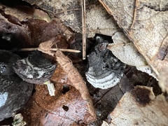 Daldinia concentrica