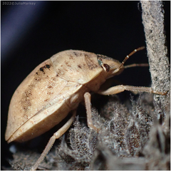 Pachycorinae