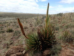 Aloe broomii