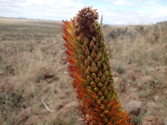Aloe broomii