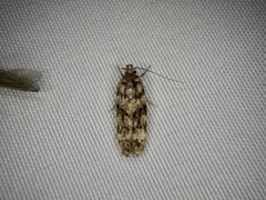 Teleiodes linearivalvata