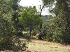 Pinus pinea