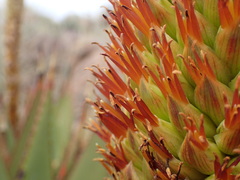 Aloe broomii