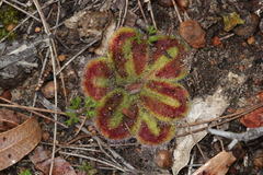 Drosera squamosa