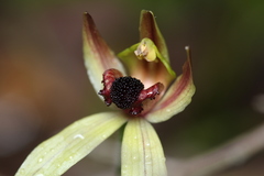 Caladenia macrostylis