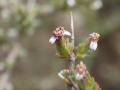 Eriocephalus spinescens