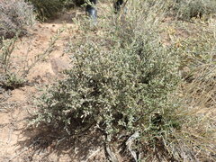 Eriocephalus spinescens