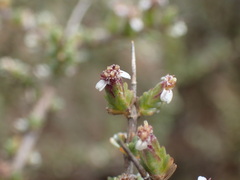 Eriocephalus spinescens