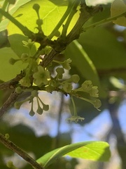 Denhamia bilocularis