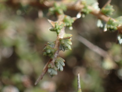 Eriocephalus spinescens