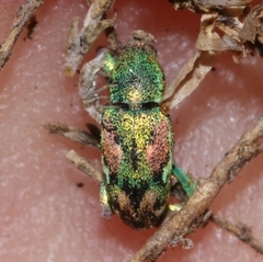Coniatus tamarisci