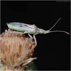 Harmostes reflexulus