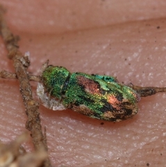 Coniatus tamarisci