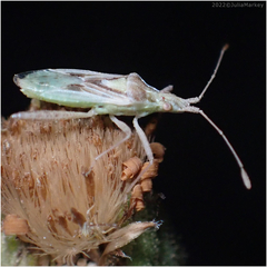 Harmostes reflexulus