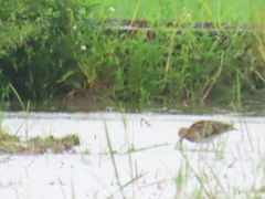 Gallinago