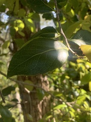 Denhamia bilocularis