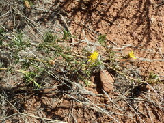 Ursinia