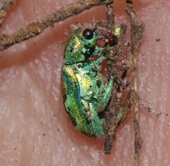 Coniatus tamarisci