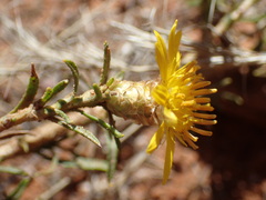 Ursinia