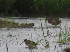 Gallinago