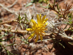 Ursinia