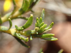 Ursinia