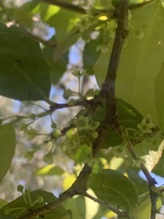 Denhamia bilocularis