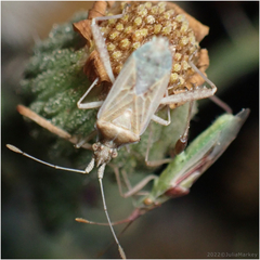 Harmostes reflexulus