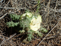 Euphorbia arida