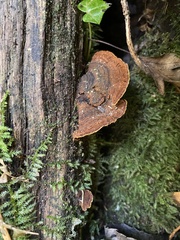 Hymenochaete rubiginosa