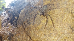 Selenopidae