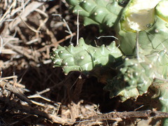Euphorbia arida
