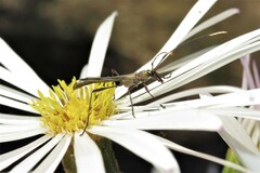 Enchoptera apicalis