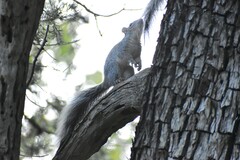 Sciurus arizonensis