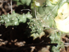 Euphorbia arida