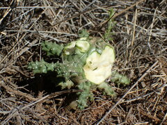 Euphorbia arida