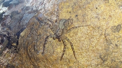 Selenopidae