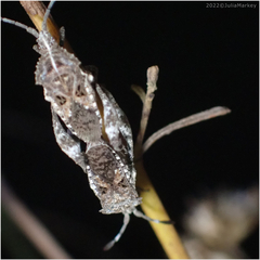 Merocoris